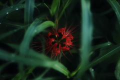 彼岸花　その5