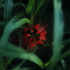 彼岸花　その5