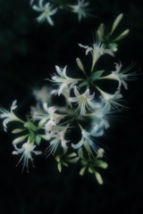 彼岸花　その4