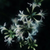 彼岸花　その4