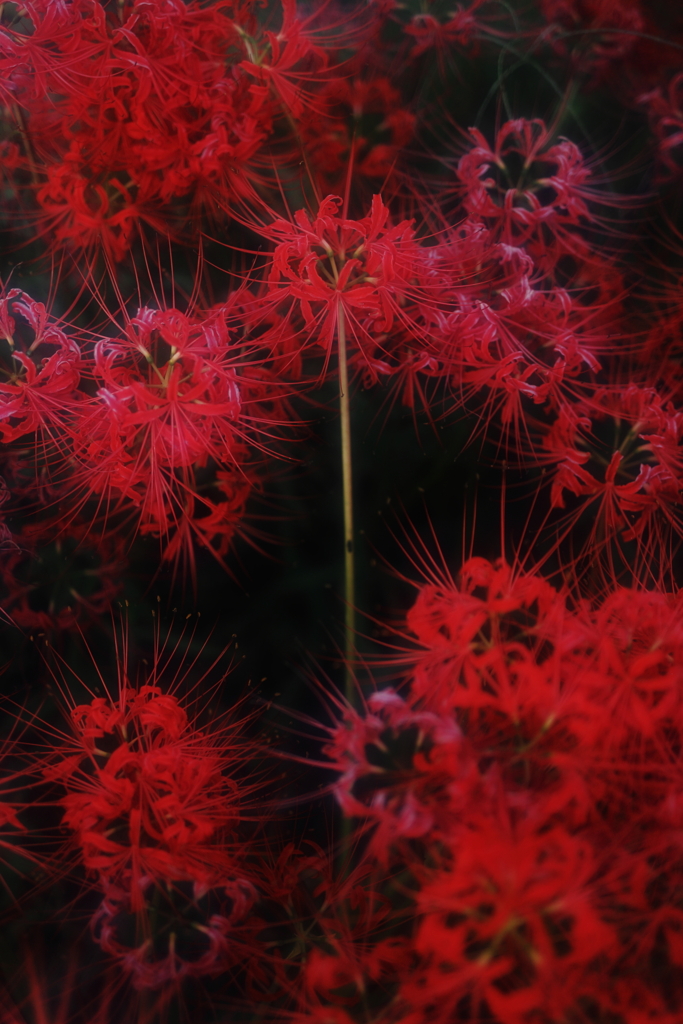 彼岸花　その1
