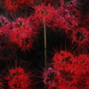 彼岸花　その1