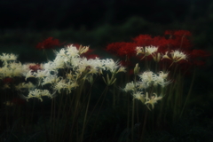 彼岸花　その6