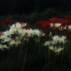 彼岸花　その6