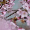 桜咲き誇る