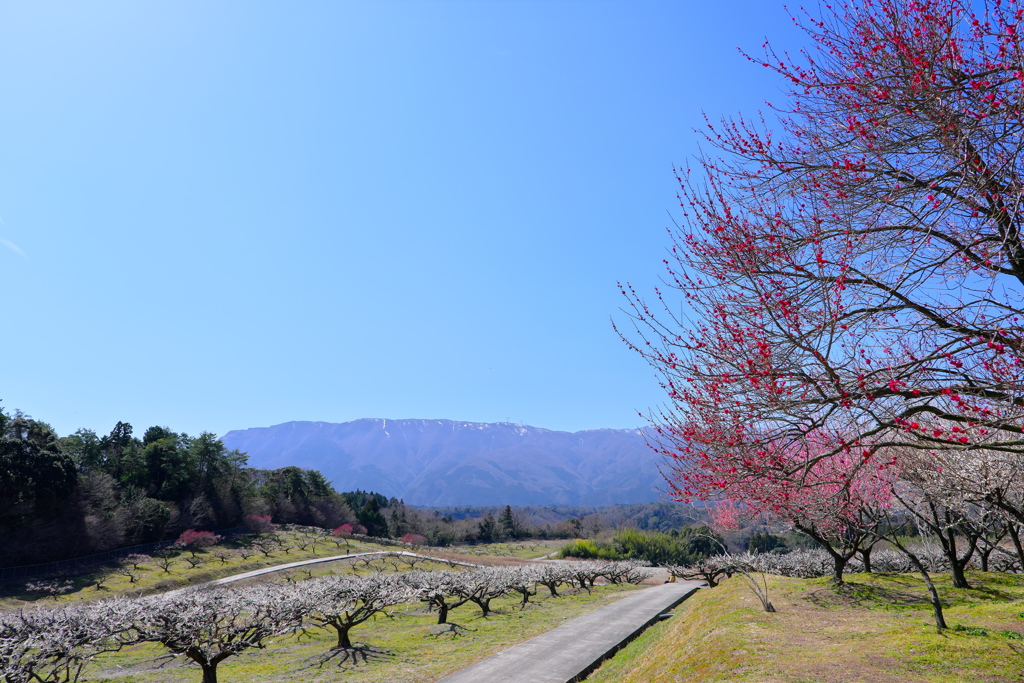 梅林と山脈