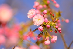 石垣池公園の桜