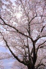 宮川堤の桜 3