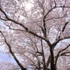 宮川堤の桜 3