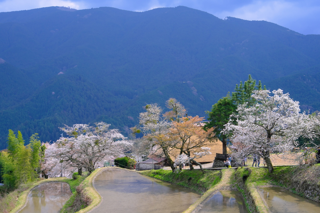 三多気の桜 1