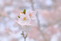 伊賀上野城の桜 2