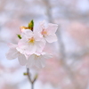 伊賀上野城の桜 2