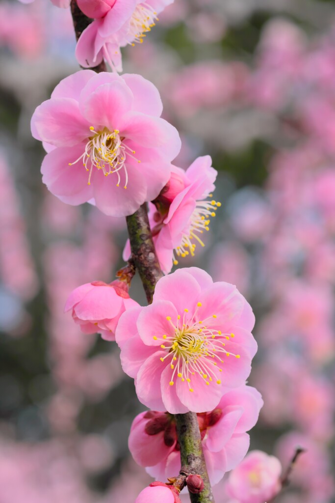 菅原神社の梅 6