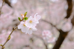 伊賀上野城の桜 1