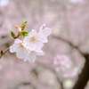 伊賀上野城の桜 1