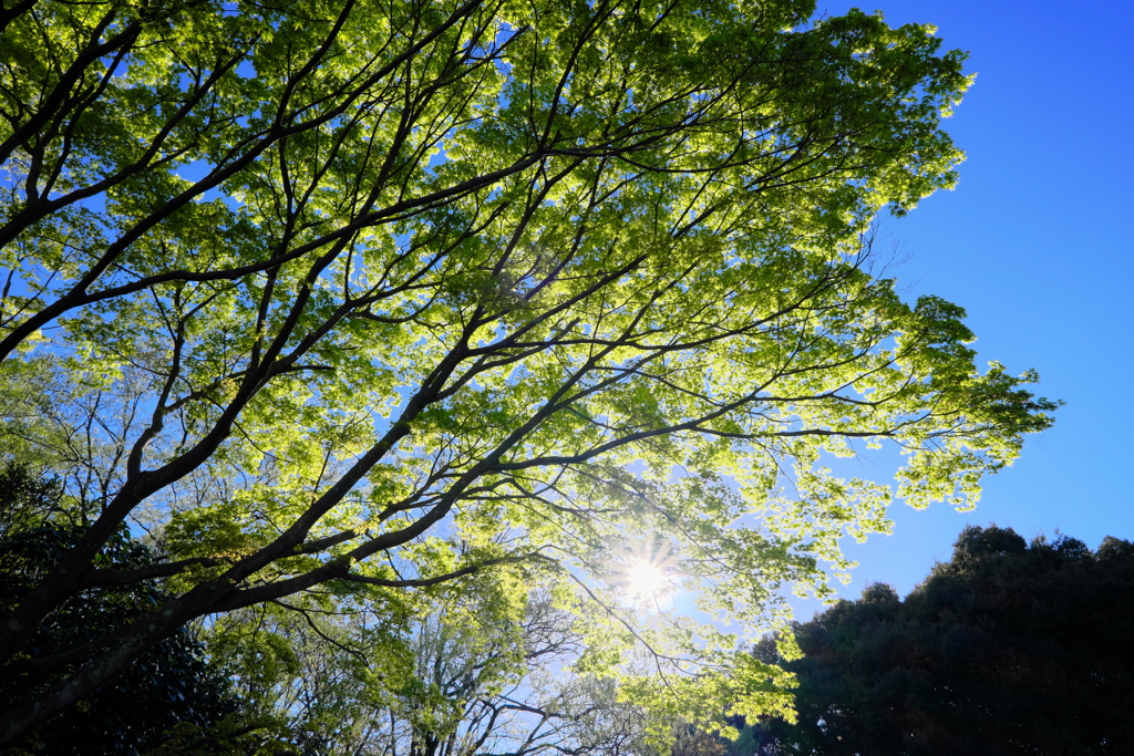 太陽のチカラ