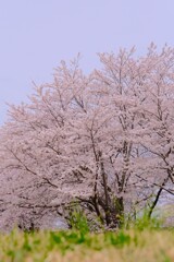 宮川堤の桜 1