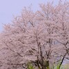 宮川堤の桜 1
