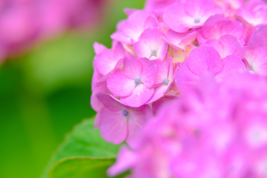 亀山城の紫陽花 2