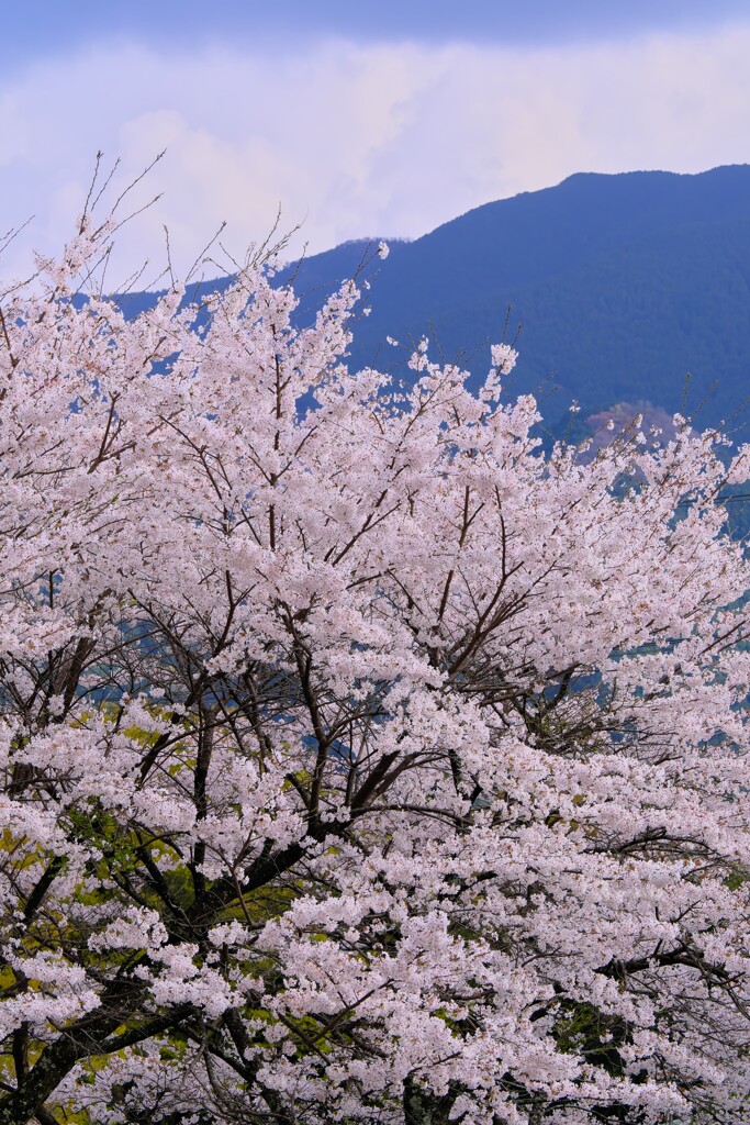 三多気の桜 2