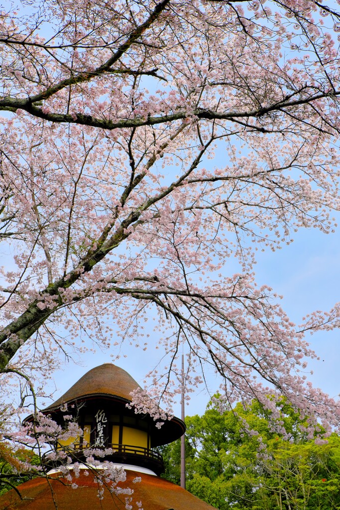 桜と俳聖殿