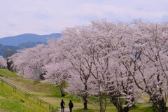 宮川堤の桜 2
