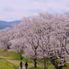 宮川堤の桜 2