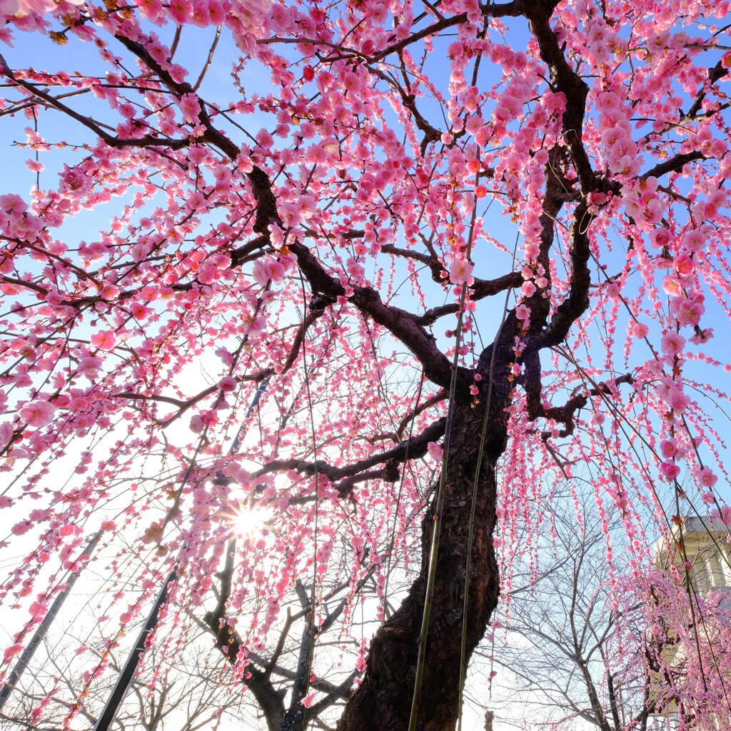 菅原神社の梅-4