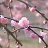 菅原神社の梅-3