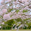 伊賀上野城の桜 5