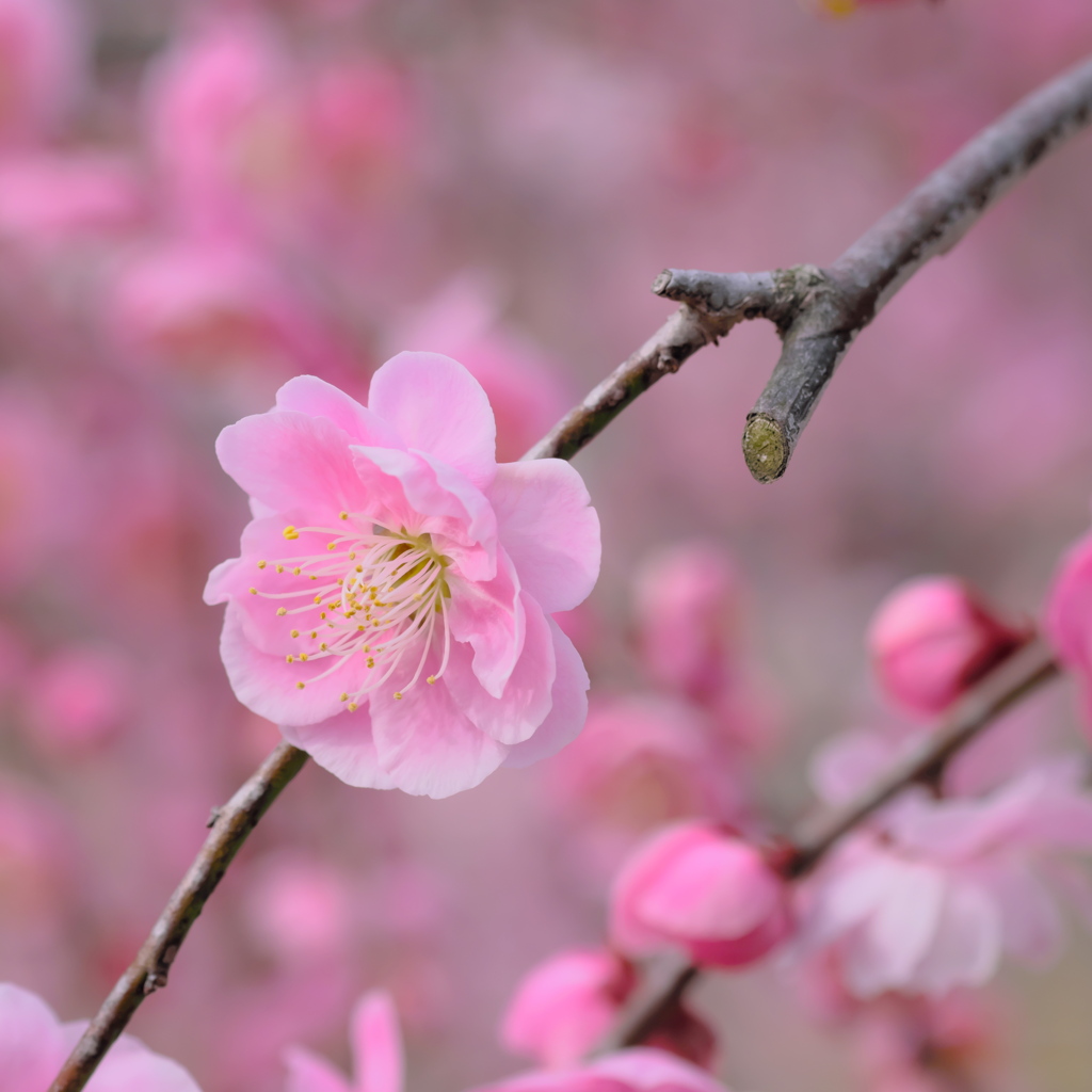 菅原神社の梅 10