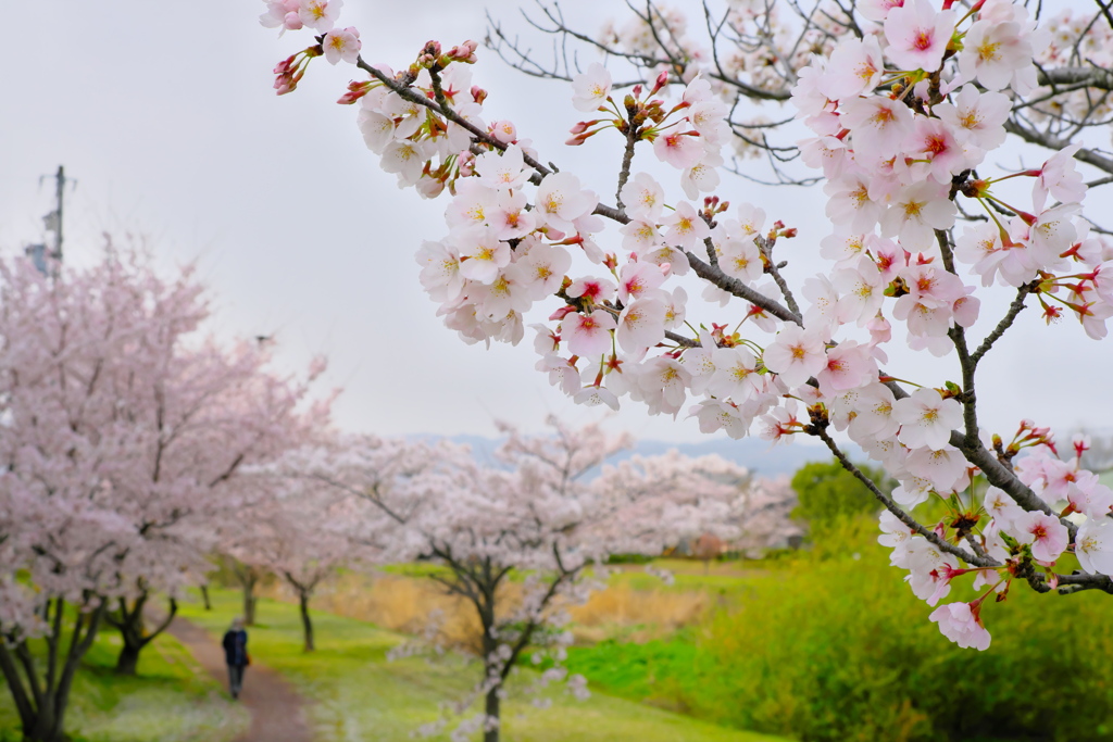 桜と遊歩道