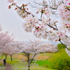 桜と遊歩道