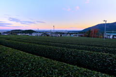 夕暮れの茶畑