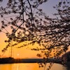 桜と夕焼け
