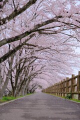 桜のトンネル 1