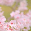 宮川堤の桜 4