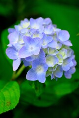 亀山城の紫陽花 4