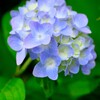 亀山城の紫陽花 4