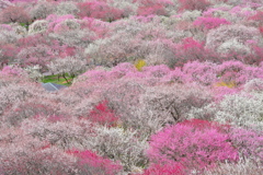 藤原桃園