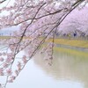 しだれ桜 2