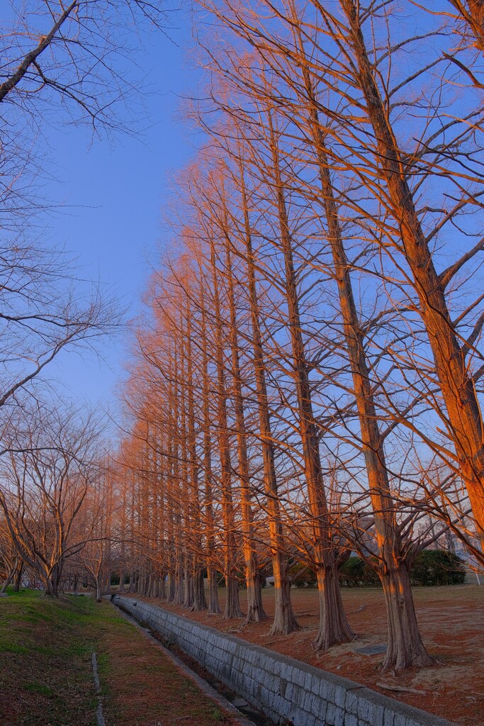 石垣池公園 夕焼け2