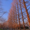 石垣池公園 夕焼け2