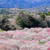 桃園と山脈1