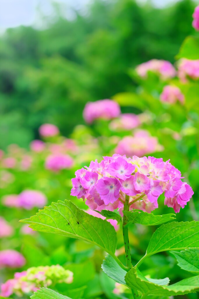亀山城の紫陽花 1