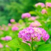 亀山城の紫陽花 1