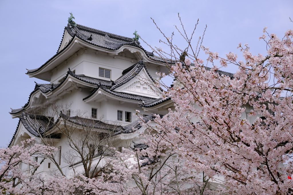 伊賀上野城の桜 3