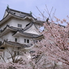 伊賀上野城の桜 3