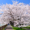 桜のトンネル 1
