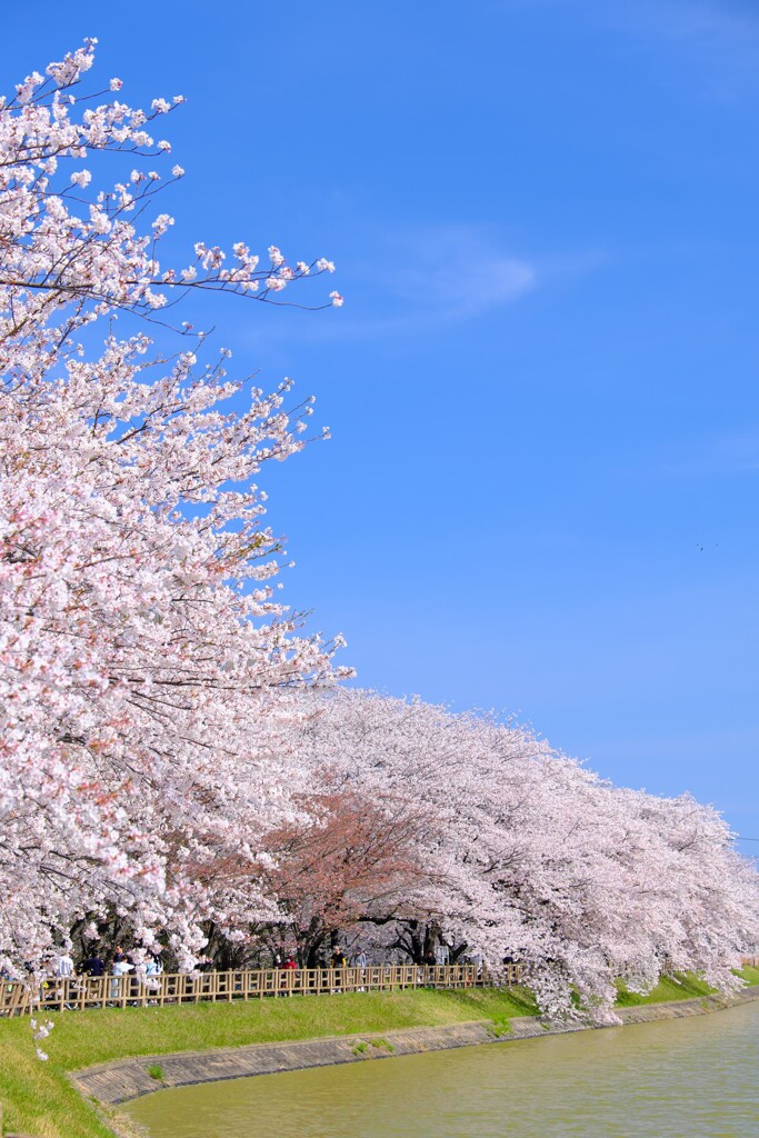 桜トンネル 2